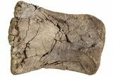 Hadrosaur (Edmontosaurus) Phalanx (II - ) - Wyoming #232751-1
